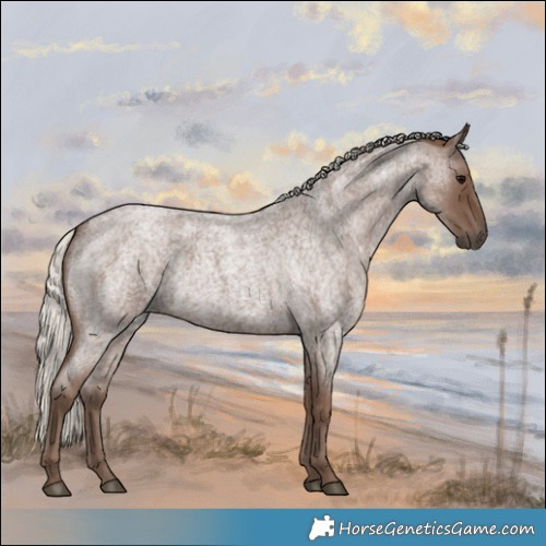 Horse Color:Silver Blue Roan 