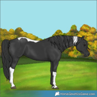 Horse Color:Black Tobiano 