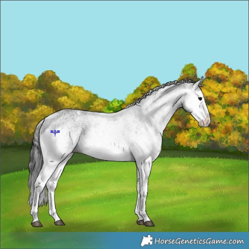 Horse Color:White Spotted Black Splash  and White Spotted Black Splash Rabicano 