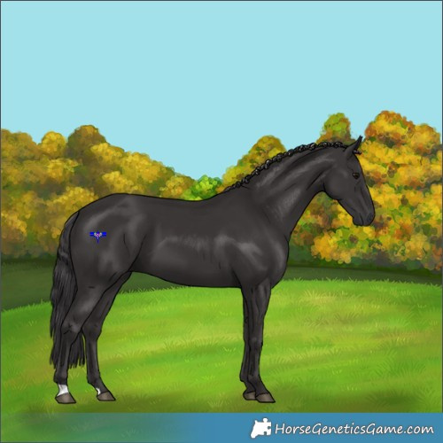 Horse Color:Smoky Black 