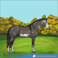 Horse Color:Gray White Spotted Grullo Splash Frame 