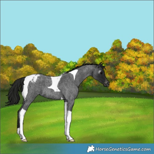 Horse Color:Gray Blue Roan Tobiano Appaloosa 