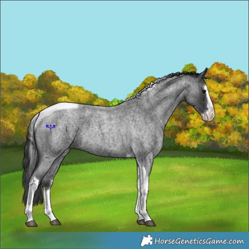 Horse Color:Blue Roan Splash Tobiano 