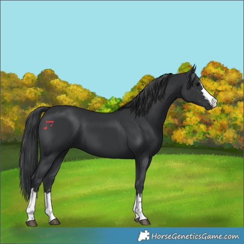 Horse Color:Black 