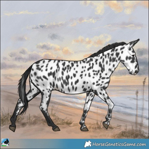 Horse Color:Black Appaloosa