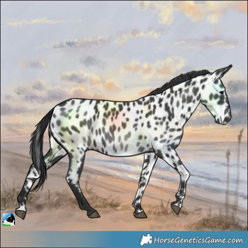 Horse Color:Black Near Leopard