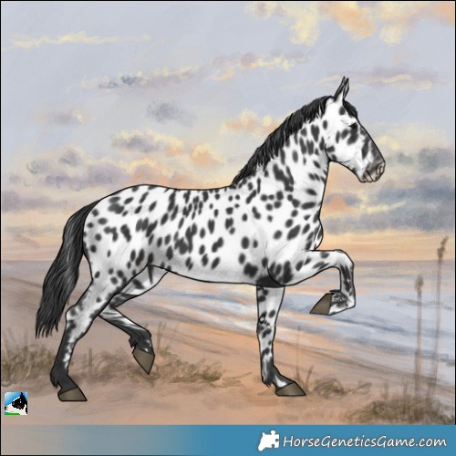 Horse Color:Black Appaloosa 