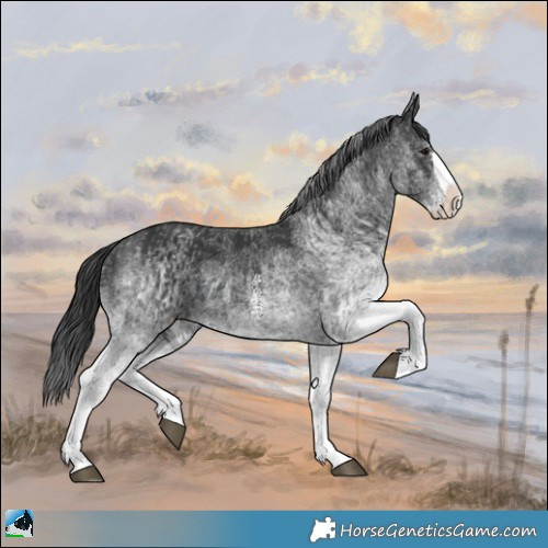 Horse Color:White Spotted Black Splash  and White Spotted Black Splash 