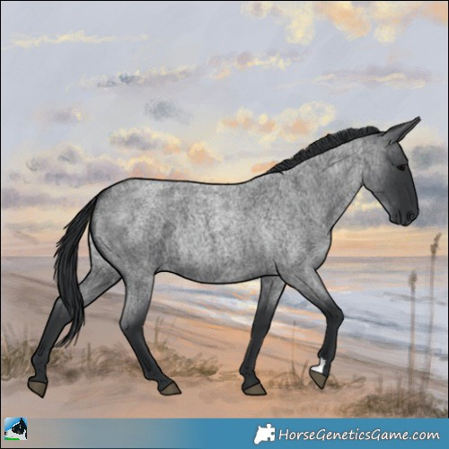 Horse Color:Blue Roan 