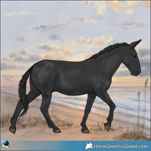 Horse Color:Black 