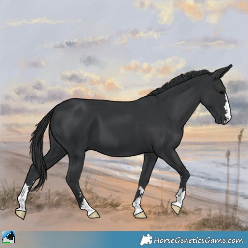 Horse Color:Black 