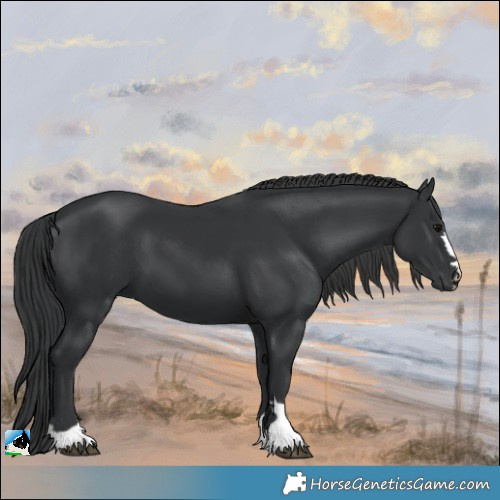 Horse Color:Black 