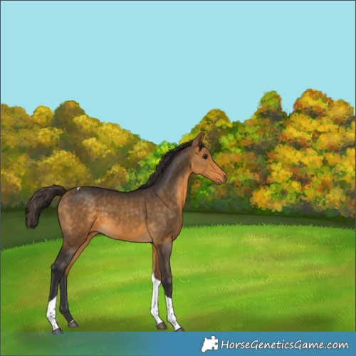 Horse Color:Buckskin Tobiano 