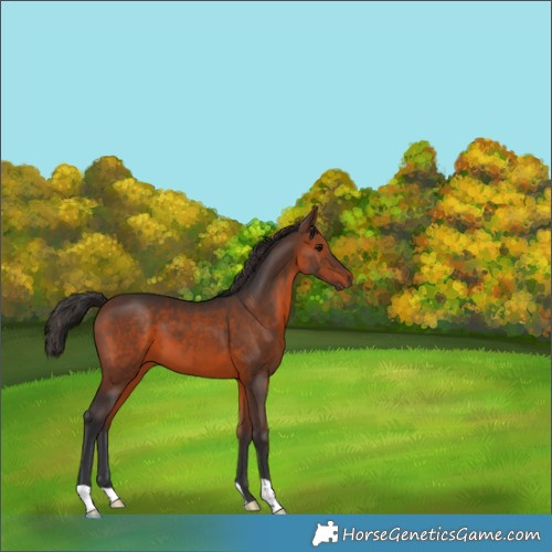 Horse Color:Brown 