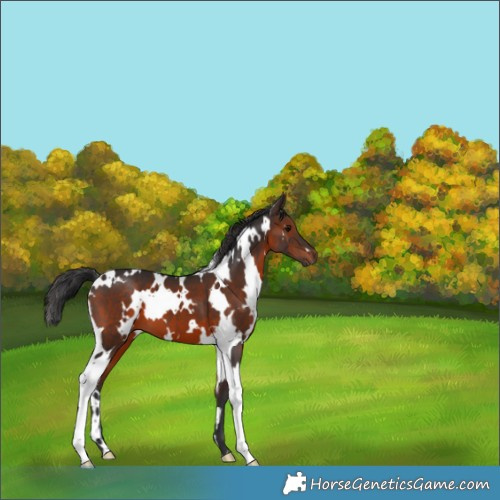 Horse Color:White Spotted Brown 