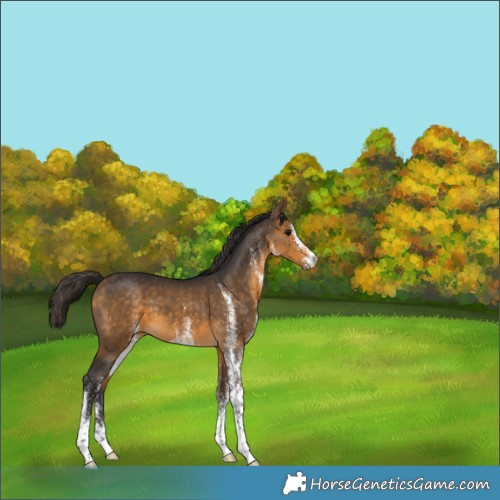 Horse Color:White Spotted Buckskin 