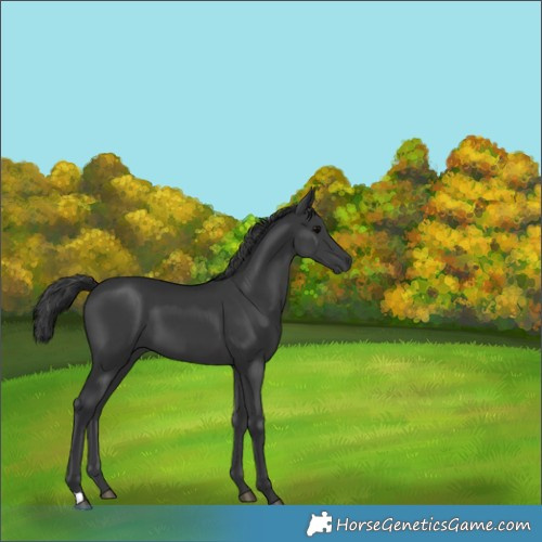 Horse Color:Black 