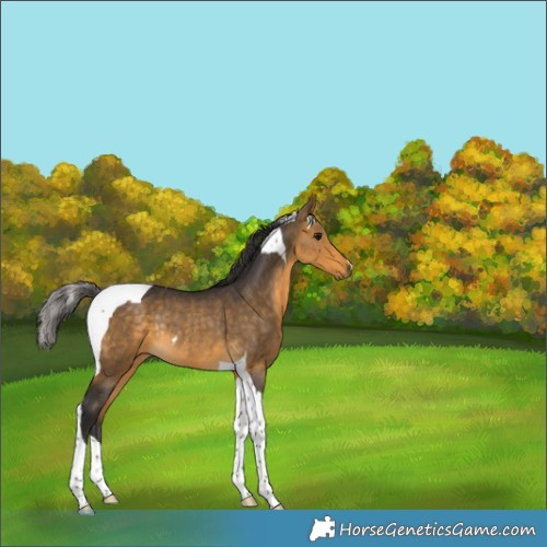 Horse Color:Buckskin Tobiano Rabicano 