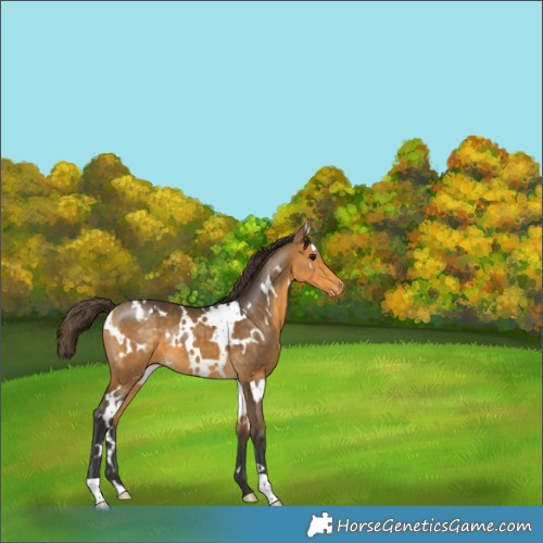 Horse Color:White Spotted Buckskin Varnish 