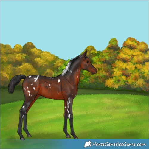 Horse Color:White Spotted Brown 