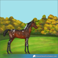 Horse Color:White Spotted Brown 