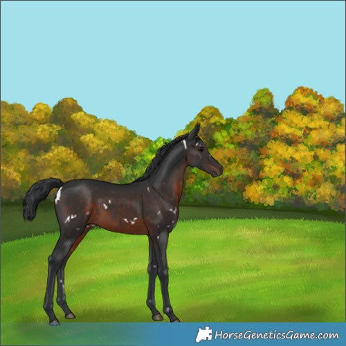 Horse Color:White Spotted Brown Rabicano 