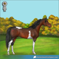 Horse Color:Brown Tobiano Rabicano 