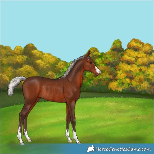 Horse Color:Silver Brown Rabicano 