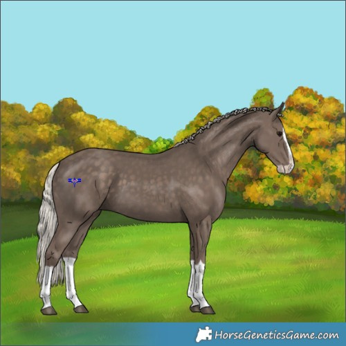Horse Color:Silver Black Splash 