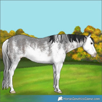 Horse Color:White Spotted Brown Splash 