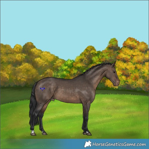 Horse Color:Brown Dun Appaloosa 