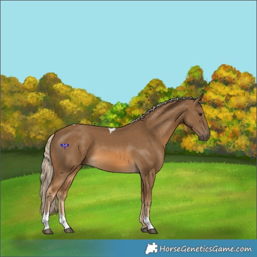 Horse Color:Chocolate Palomino Tobiano 