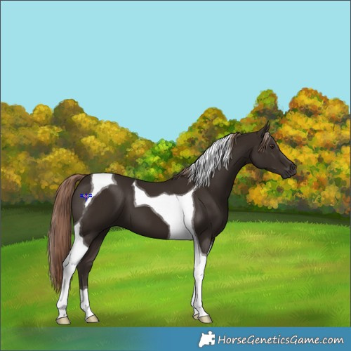 Horse Color:Liver Chestnut Tobiano 