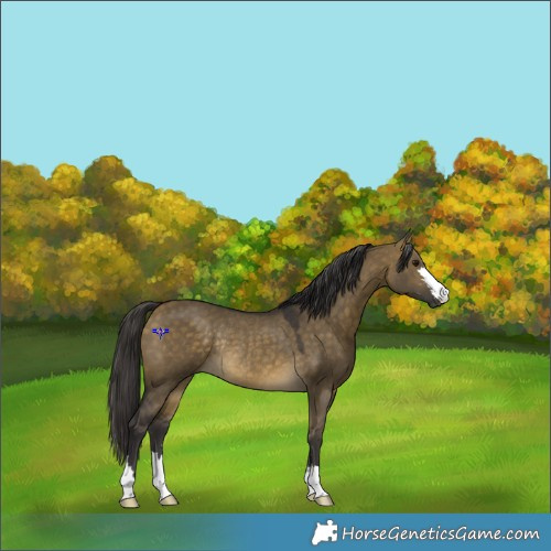 Horse Color:Buckskin Dun Rabicano 
