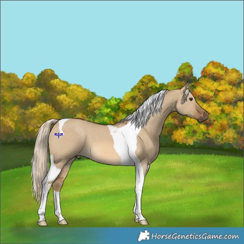 Horse Color:Chocolate Palomino Dun Tobiano 