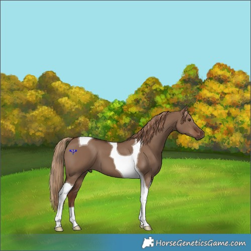 Horse Color:Liver Red Dun Tobiano 