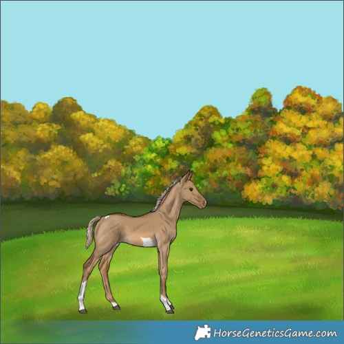 Horse Color:Chocolate Palomino Dun Tobiano Varnish 