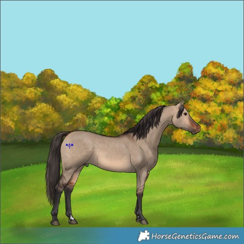 Horse Color:Bay Dun Rabicano 