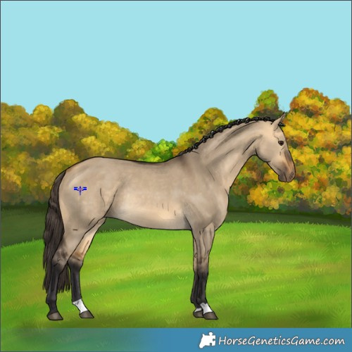 Horse Color:Buckskin Dun Rabicano 