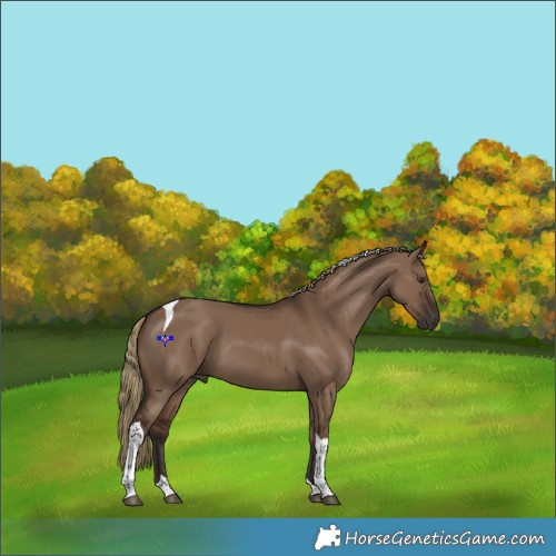 Horse Color:Liver Red Dun Tobiano 