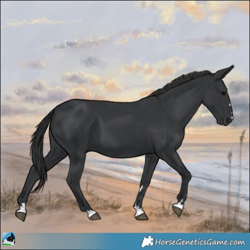 Horse Color:Black 