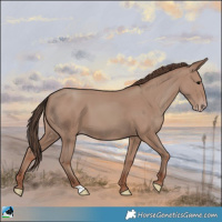 Horse Color:Classic Champagne 