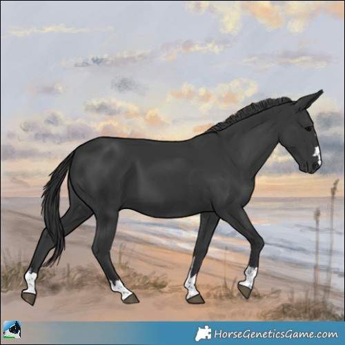 Horse Color:Black 