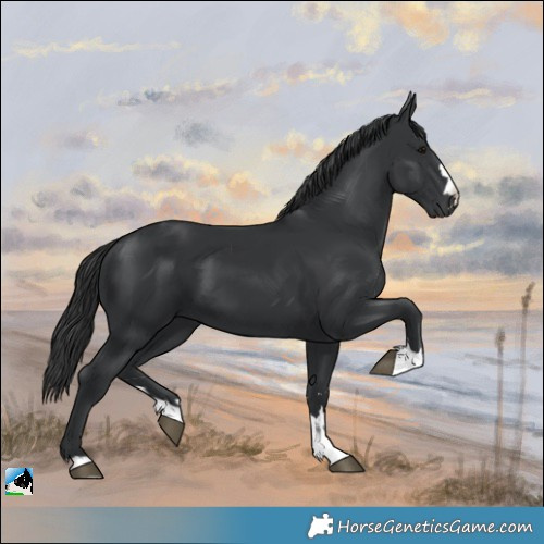 Horse Color:Black 