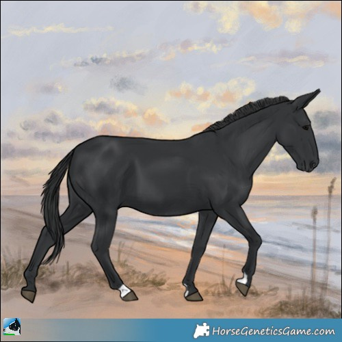 Horse Color:Black 