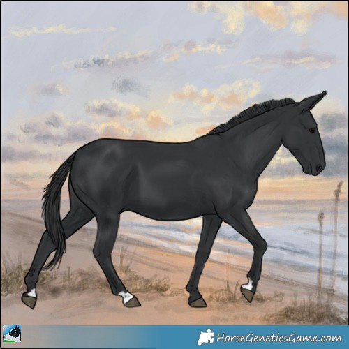 Horse Color:Black 