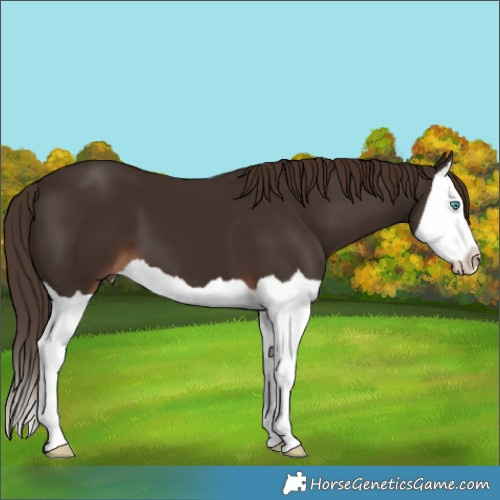 Horse Color:Liver Chestnut Splash 