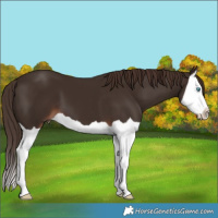 Horse Color:Liver Chestnut Splash 