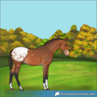 Horse Color:Bay Tobiano Appaloosa