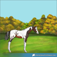 Horse Color:Brown Splash Tobiano Appaloosa 